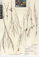 Image of Eriogonum gracile var. gracile