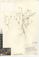 Image of narrowflower flaxflower