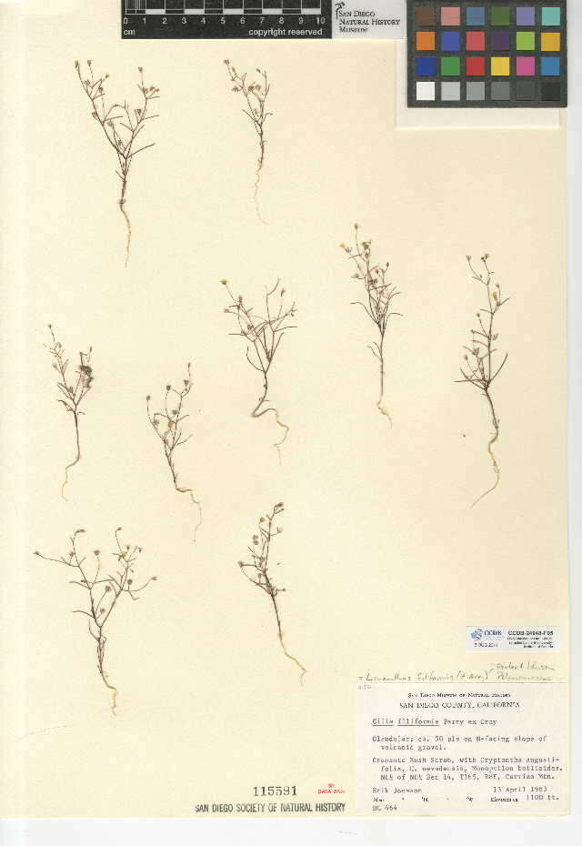 Image de Linanthus filiformis (Parry ex A. Gray) J. M. Porter & L. A. Johnson