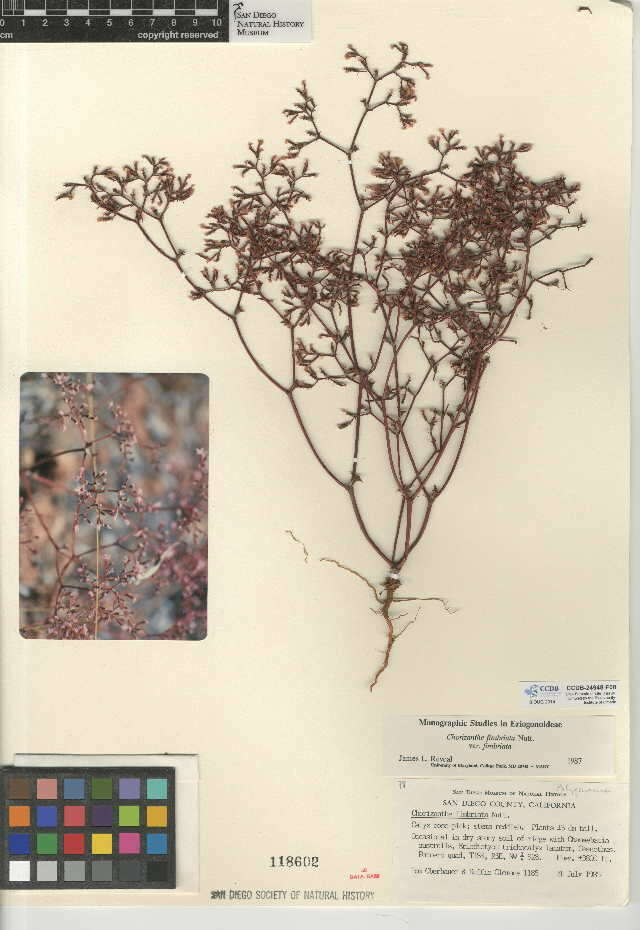 Image de Chorizanthe fimbriata var. fimbriata