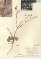 Eriogonum deflexum var. deflexum resmi