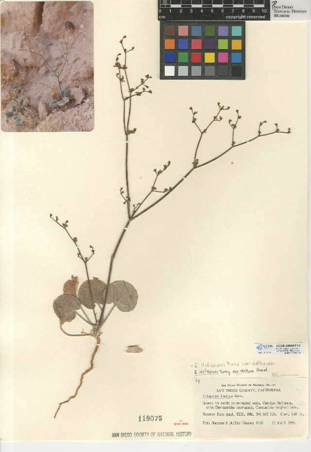 Imagem de Eriogonum deflexum var. deflexum