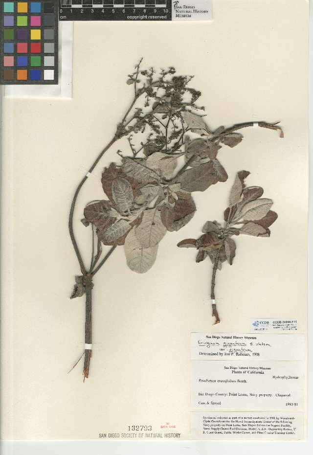 Imagem de Eriogonum giganteum var. giganteum
