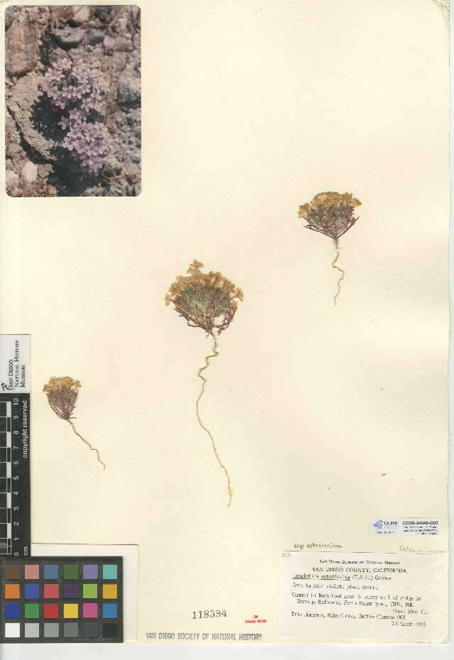 Image of Great Basin langloisia