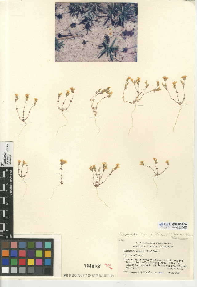 Image of Lemmon's linanthus