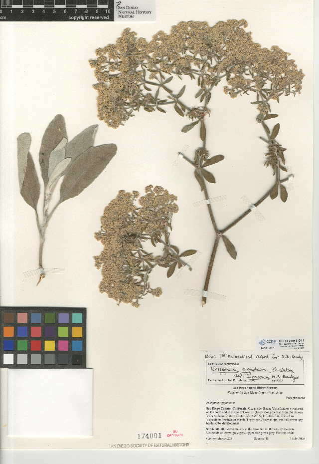 Imagem de Eriogonum giganteum var. formosum K. Brandegee