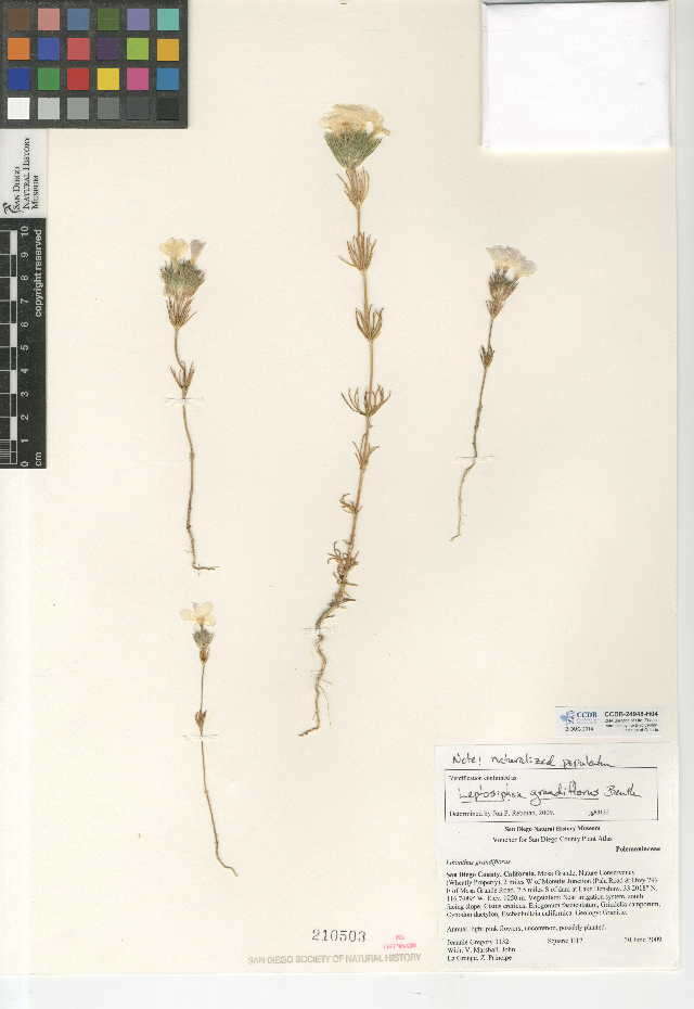 Image of largeflower linanthus