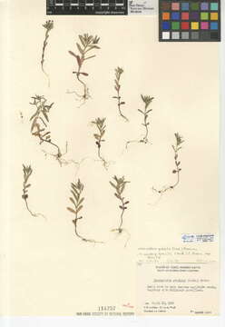 Image of slender phlox