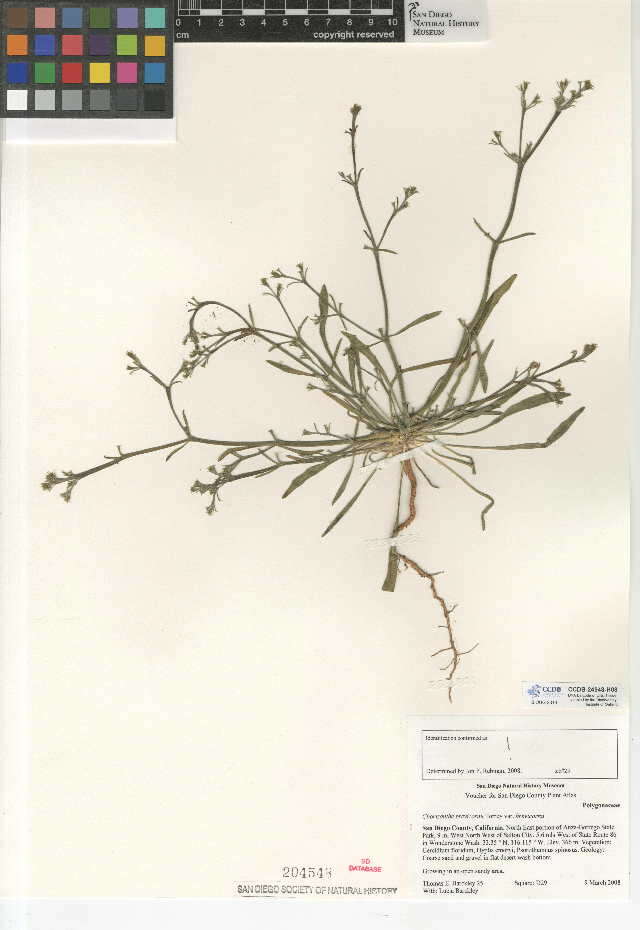 Image of Chorizanthe brevicornu var. brevicornu