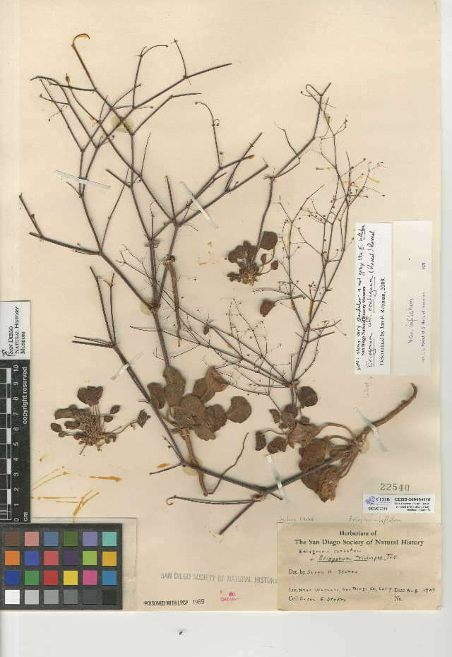 Imagem de Eriogonum contiguum (Reveal) Reveal
