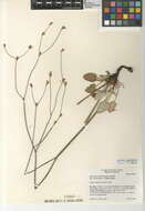 Imagem de Eriogonum nudum var. pauciflorum S. Wats.