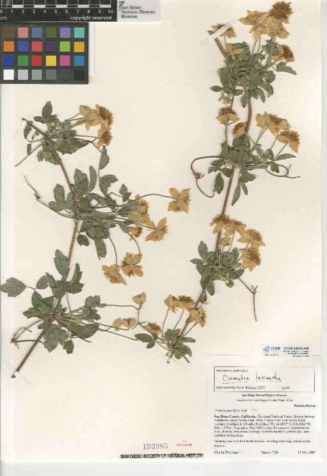 Image of pipestem clematis