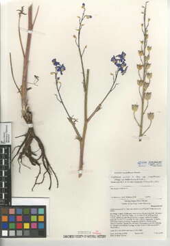 Image of oceanblue larkspur