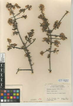 Image of Ceanothus cuneatus var. cuneatus