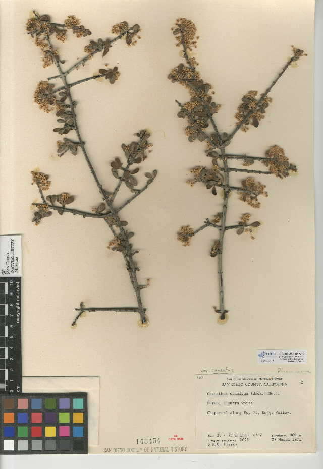 Image of buckthorn family