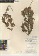 Image of Ceanothus greggii var. vestitus