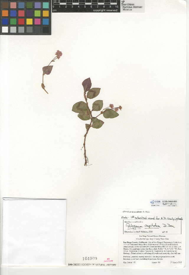 Imagem de Persicaria capitata (Buch.-Ham. ex D. Don) H. Gross