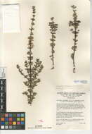 Image of Ceanothus crassifolius × Ceanothus perplexans