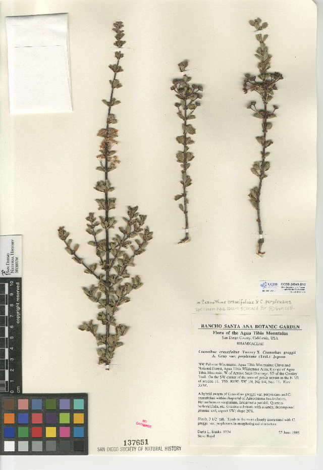 Image of Ceanothus crassifolius × Ceanothus perplexans