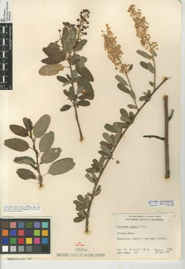 Image of Ceanothus palmeri