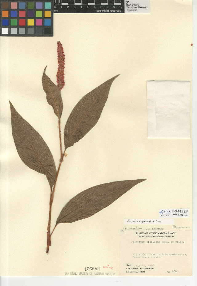 Image of Persicaria amphibia