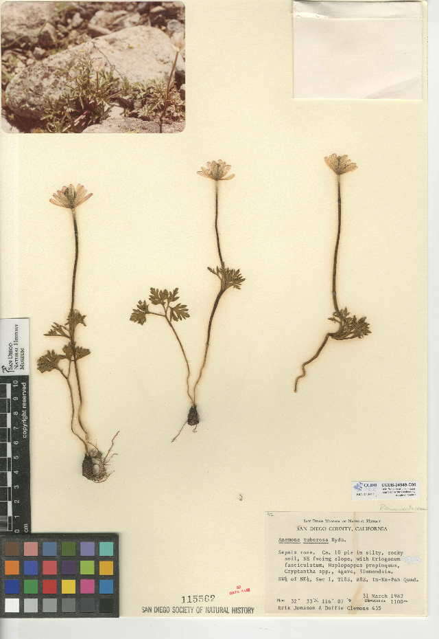 Image of tuber anemone