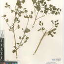 Image of Fendler's meadow-rue