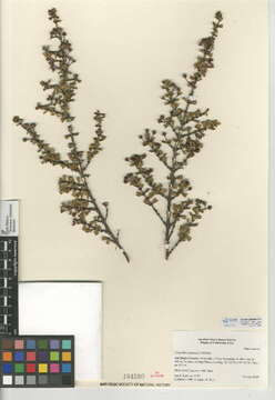 Image of ceanothus