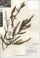 Rumex californicus Rech. fil. resmi