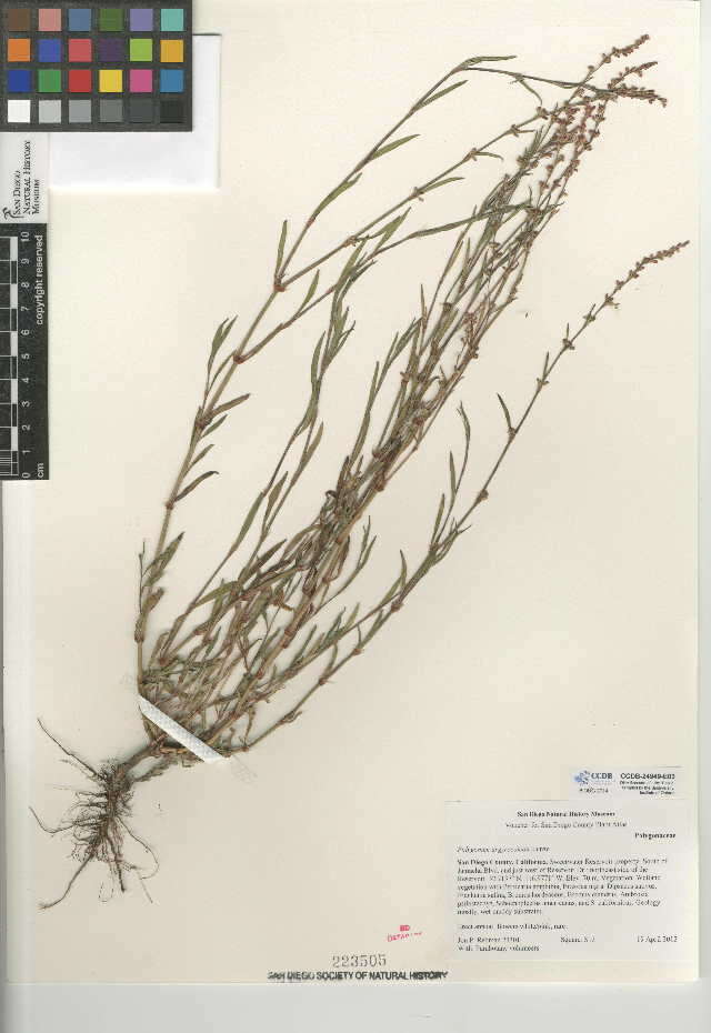 Image of Silversheath knotweed