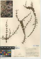 Image of California prickbush