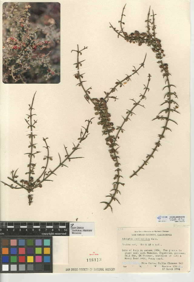 Image of California prickbush