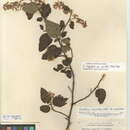 Image of Ceanothus oliganthus var. orcuttii