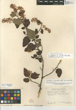 Image of Ceanothus oliganthus var. orcuttii