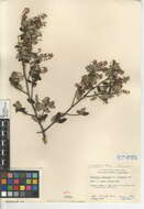 Image of woolyleaf ceanothus