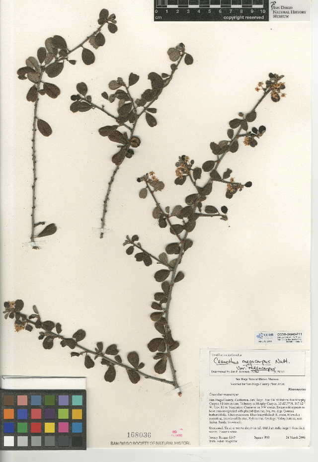 Image of Ceanothus megacarpus var. megacarpus