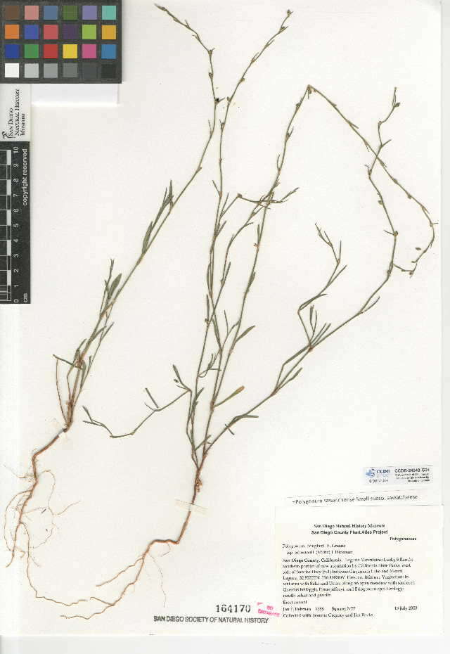 Слика од Polygonum sawatchense subsp. sawatchense