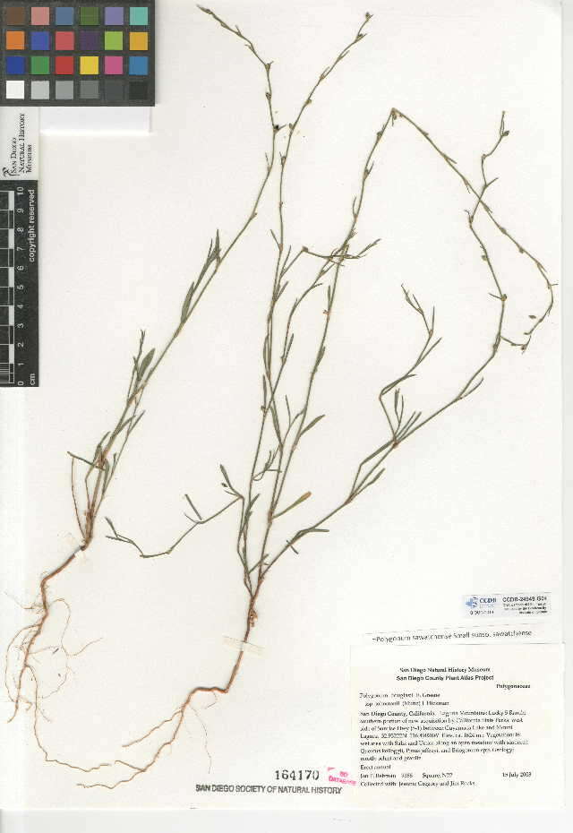 Image of Johnston's knotweed