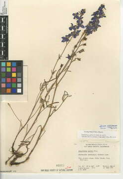 Image of San Bernardino larkspur