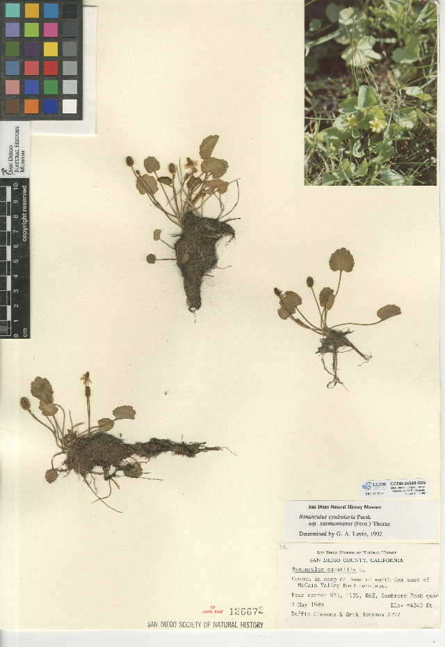 Image of Ranunculus cymbalaria var. saximontanus