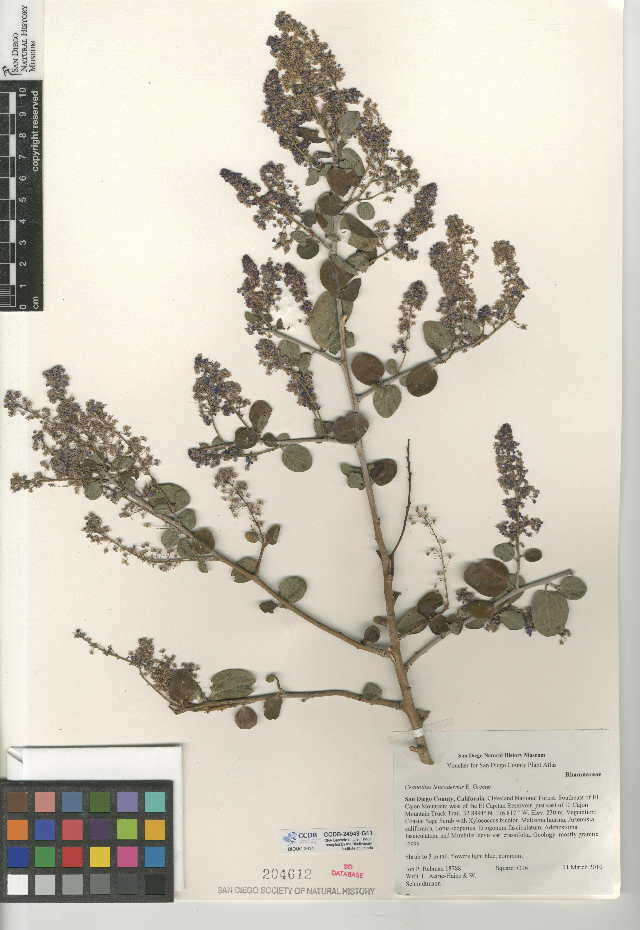 Image of chaparral whitethorn