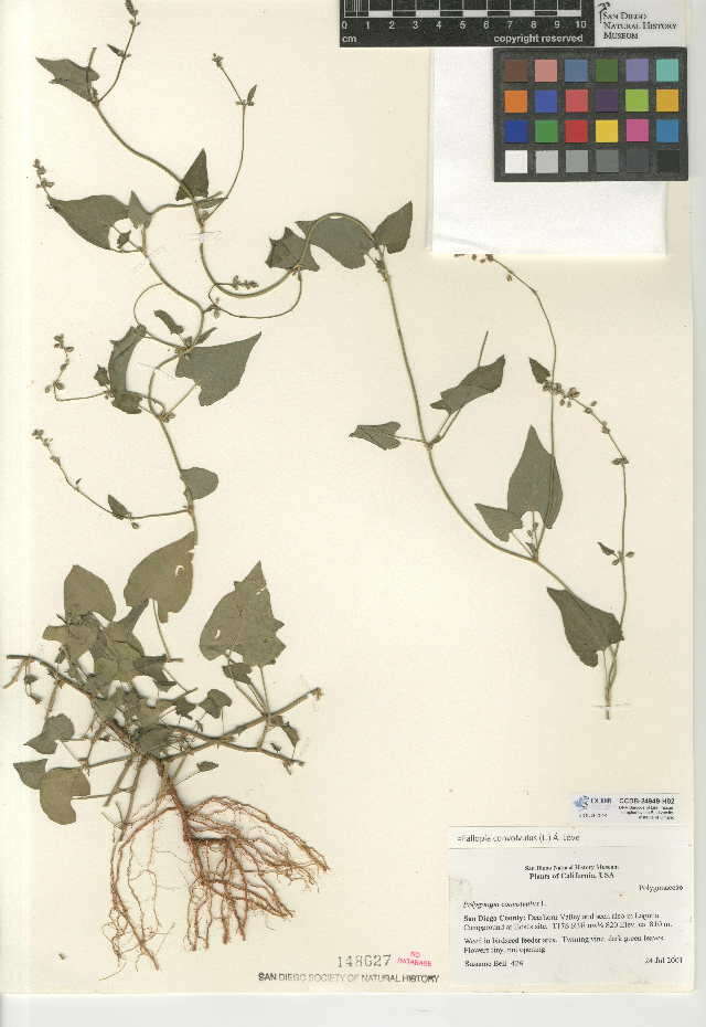 Image of Fallopia convolvulus