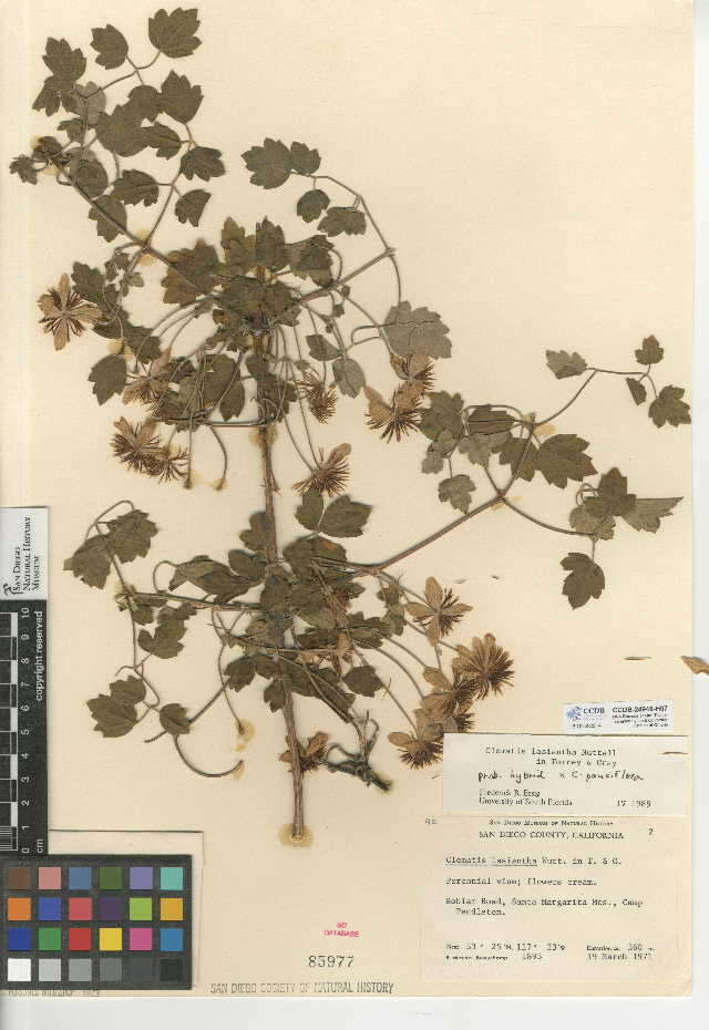 Image of Clematis lasiantha × Clematis pauciflora