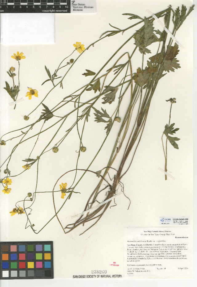 Image of Ranunculus californicus var. californicus