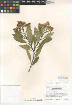 Image of toyon