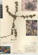 Plancia ëd Purshia glandulosa Curran