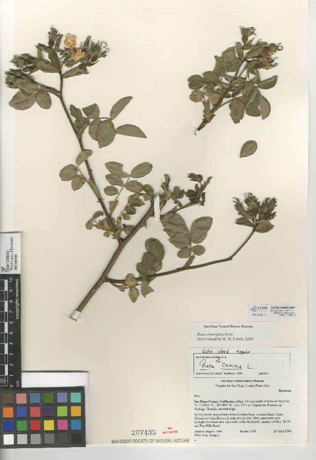 Image de Rosa obtusifolia Desv.