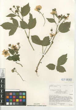 Слика од Rubus ursinus Cham. & Schltdl.