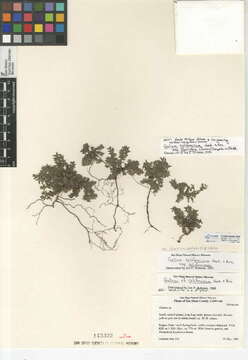 Image of California bedstraw