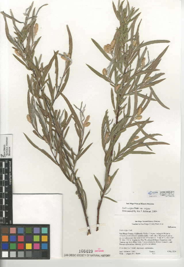 Image of Salix exigua var. exigua